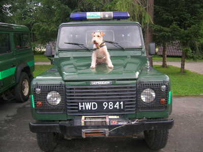 Pies służbowy Basia 