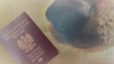 Pies paszport zjadł