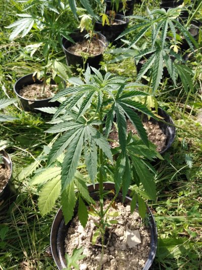Załączniki   Multimedia  Nielegalna plantacja marihuany na Podhalu 