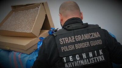 Małżeństwo z wyrokiem za przestępstwa akcyzowe Funkcjonariusz przelicza nielegalne papierosy
