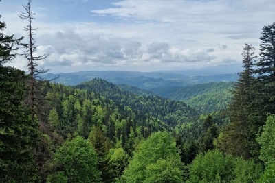 widok na dolinę z Przehyby. Na pierwszym planie widoczne szczyty drzew.