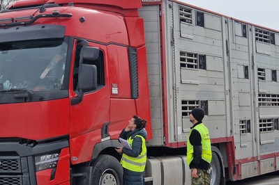 zatrzymany do kontroli tir stoi. do kabiny kierowcy podchodzi przedstawiciel wojewódzkiej inspekcji weterynaryjnej - kobieta, za nią stoi funkcjonariusz sg. oboje są w odblaskowych kamizelkach.