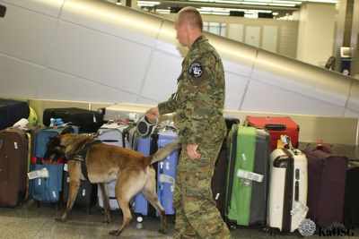 Pies służbowy typu owczarka belgijskiego ubrany w szelki z napisem straż graniczna obwąchuje kilkanaście walizek w różnych kolorach. Pies jest trzymany na smyczy przez umundurowanego funkcjonariusza - przewodnika psa służbowego.